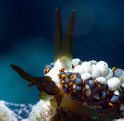 A Different angle of my Last entry. Nudibranch. c5060 Tet... by Joshua Miles 